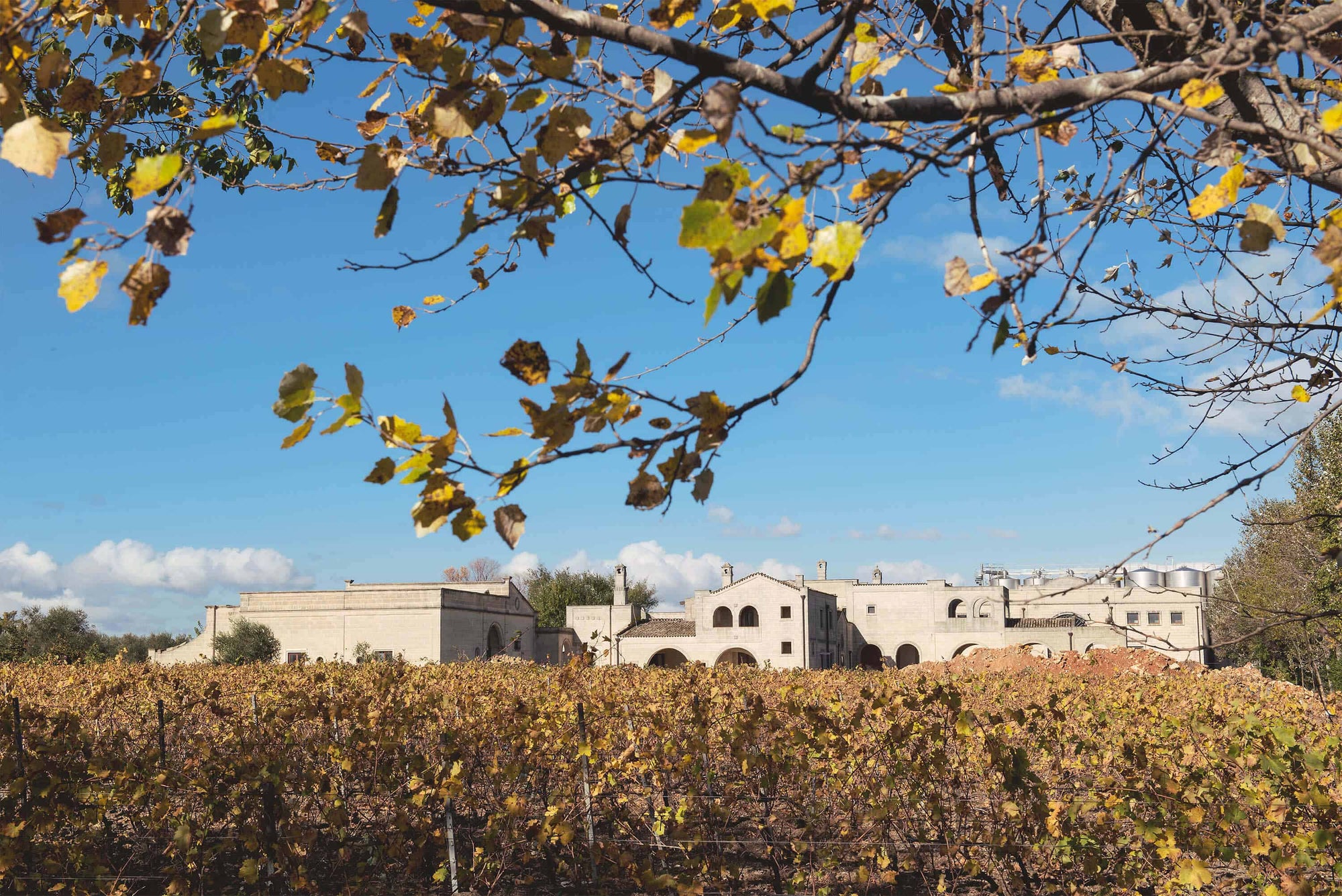 Discover Puglia Wine: Why the region is loved by winemakers and drinkers